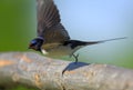 Closeup of a Barn swallow bird in a spring nesting period